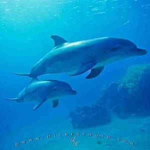 Meet your Posher, Jane